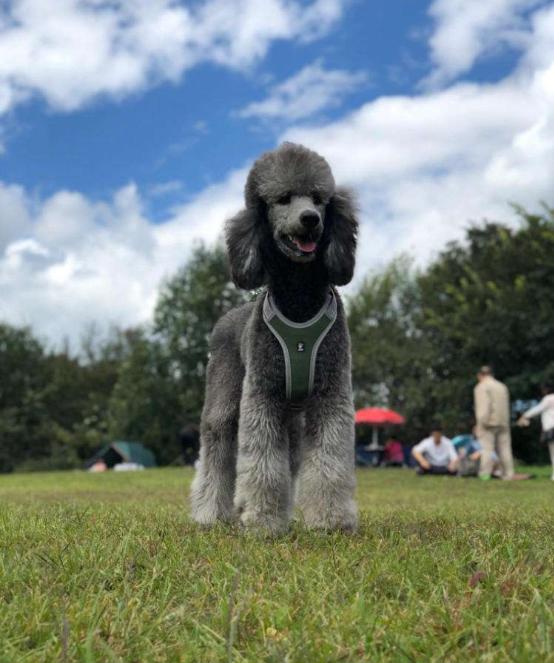 如何养护一个月的泰迪犬