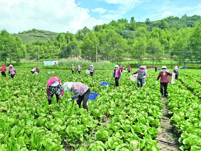 广东苗苗有限公司，从幼苗到成长的卓越之路