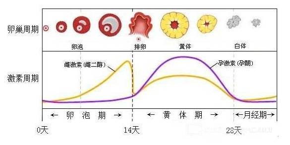 第524页